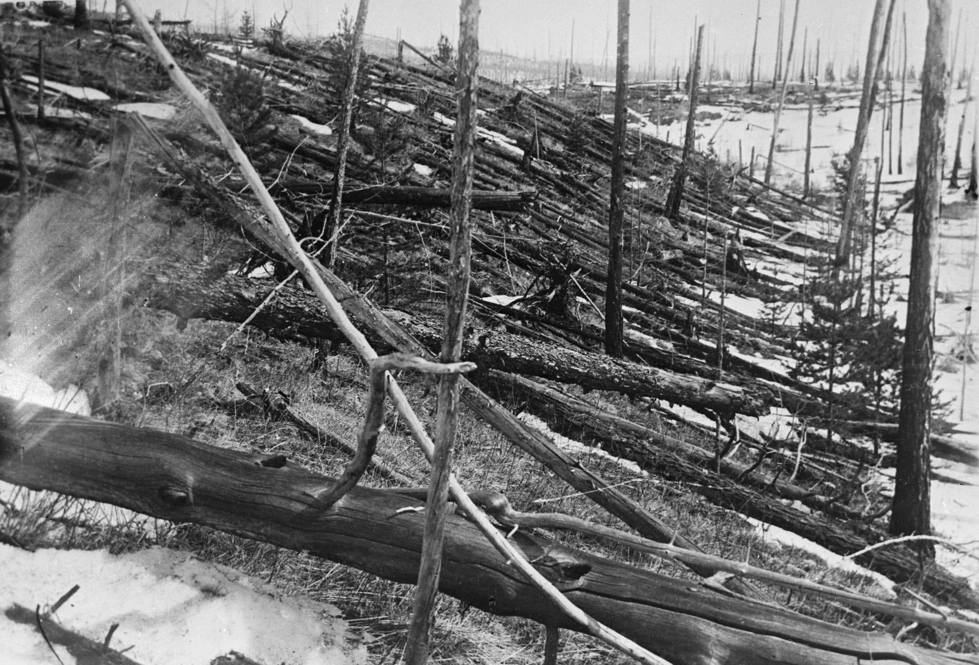 Árboles derribados en Tunguska · fotografía de la expedición de Leonid Kulik