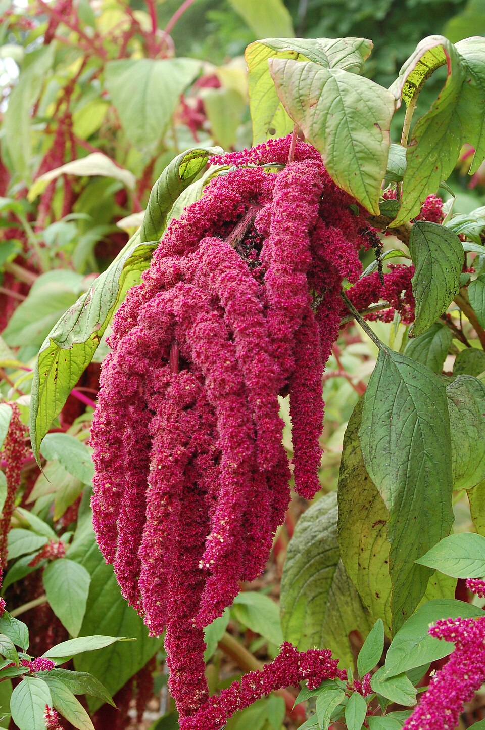 Contexto · un amaranto en flor (Amaranthus caudatus), la especie del macizo que el testigo encontró marchito